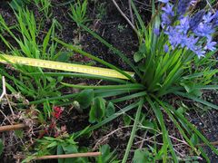 Hyacinthoides paivae