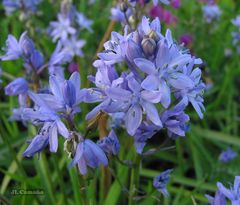 Hyacinthoides paivae
