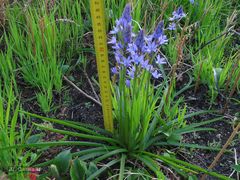 Hyacinthoides paivae
