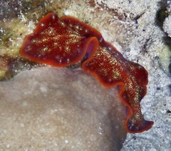 Pseudoceros ferrugineus
