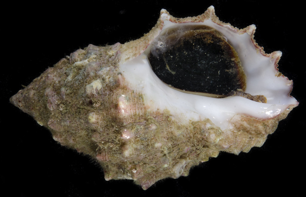 Mancinella siro