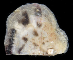 Pinctada albina