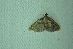Eulithis flavibrunneata