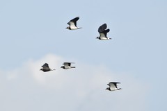 Vanellus vanellus
