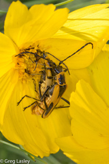 Chauliognathus scutellaris