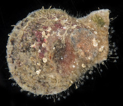 Laevichlamys cuneata