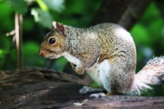 Sciurus carolinensis