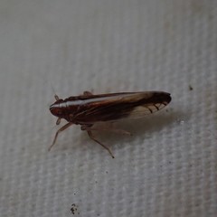 Stenocranus vittatus