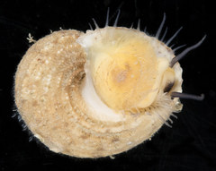 Hybochelus cancellatus