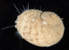 Hybochelus cancellatus