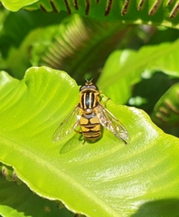 Helophilus pendulus