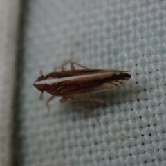 Stenocranus vittatus