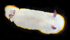 Goniobranchus sinensis