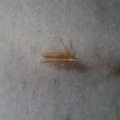 Stenocranus unipunctatus