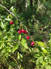 Prunus fruticosa