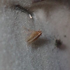 Stenocranus unipunctatus