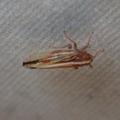 Stenocranus unipunctatus