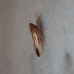 Stenocranus unipunctatus