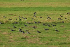 Vanellus vanellus