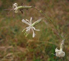 Silene nutans nutans