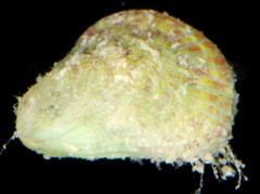 Septifer bilocularis