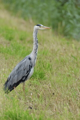 Ardea cinerea