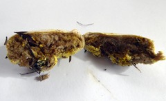 Boletus semigastroideus