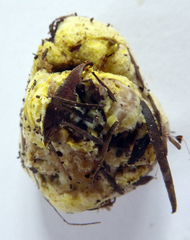 Boletus semigastroideus