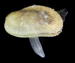 Musculus nana