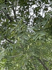 Fraxinus cuspidata