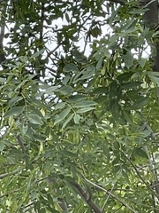 Fraxinus cuspidata