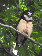 Pulsatrix perspicillata