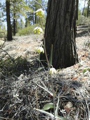 Fritillaria viridea