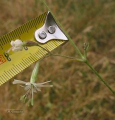 Silene nutans nutans