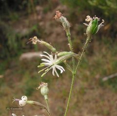 Silene nutans nutans