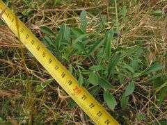 Silene nutans nutans