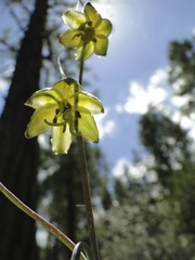 Fritillaria viridea