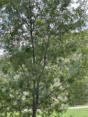 Fraxinus cuspidata