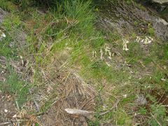 Silene nutans nutans