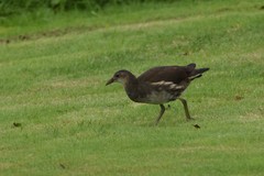 Gallinula chloropus