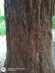 Sequoiadendron giganteum