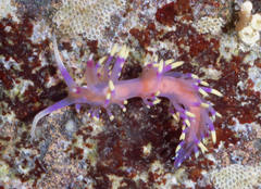 Coryphellina marcusorum