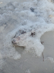 Ogcocephalus cubifrons