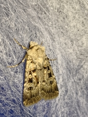 Chersotis multangula