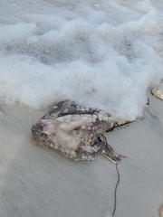 Ogcocephalus cubifrons
