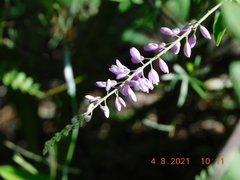 Hebecarpa rivinifolia