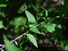 Hebecarpa rivinifolia