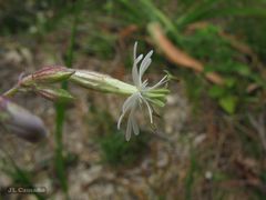 Silene nutans nutans