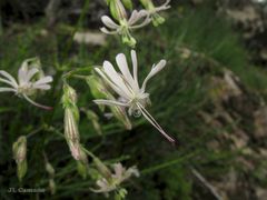 Silene nutans nutans