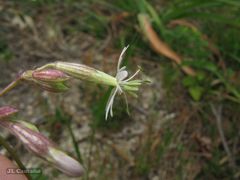 Silene nutans nutans